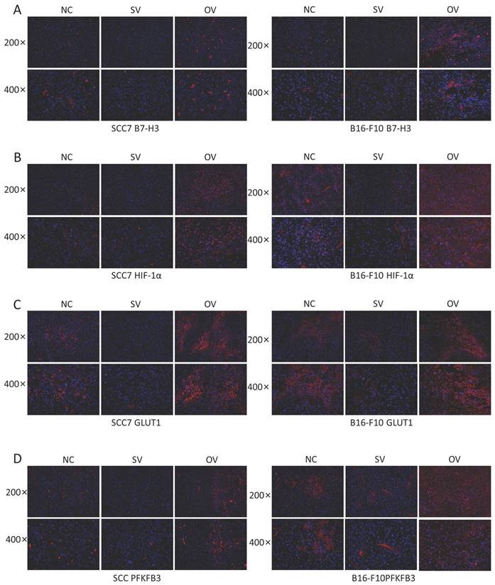 J Cancer Image