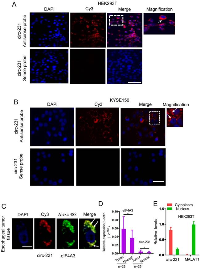 J Cancer Image