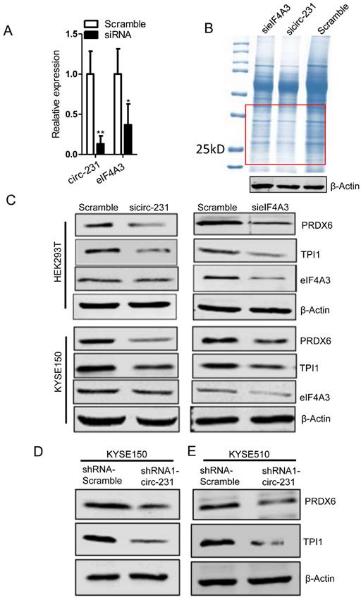 J Cancer Image