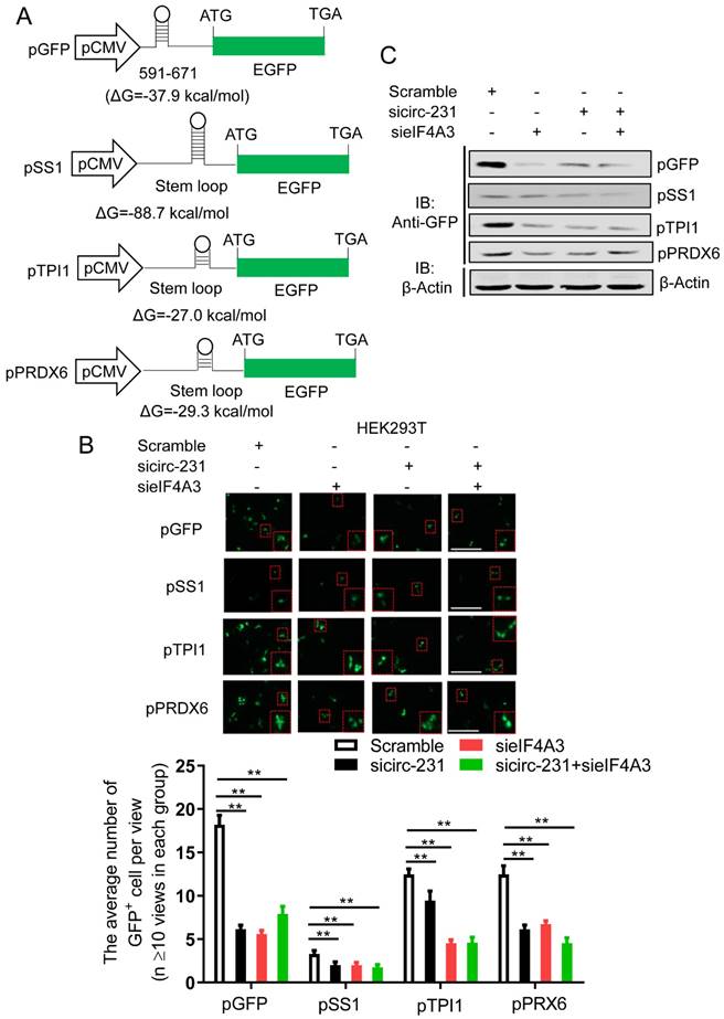 J Cancer Image