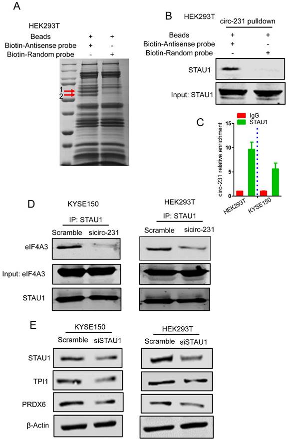 J Cancer Image