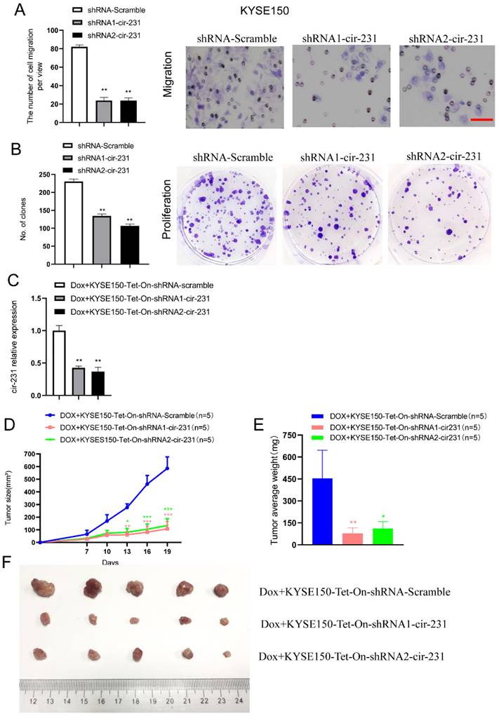 J Cancer Image