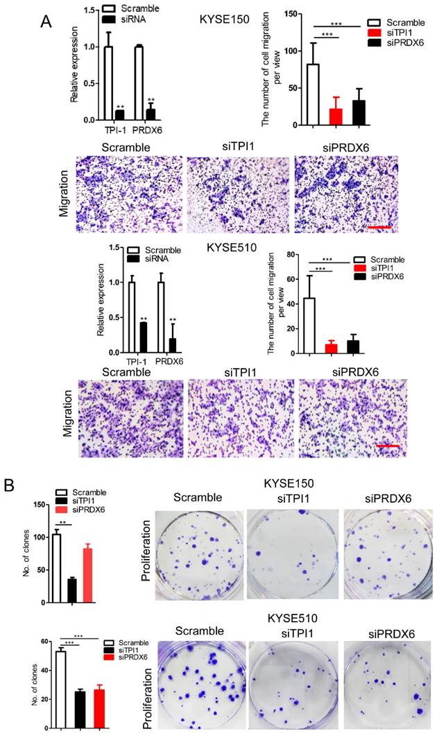 J Cancer Image