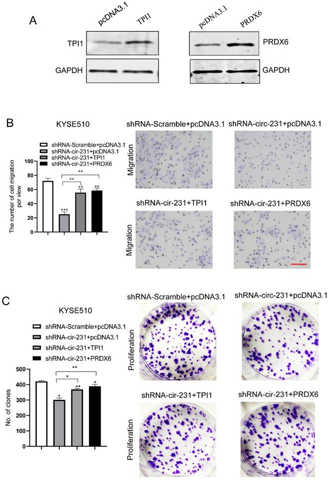 J Cancer Image