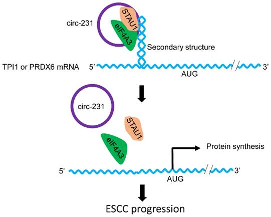 J Cancer Image