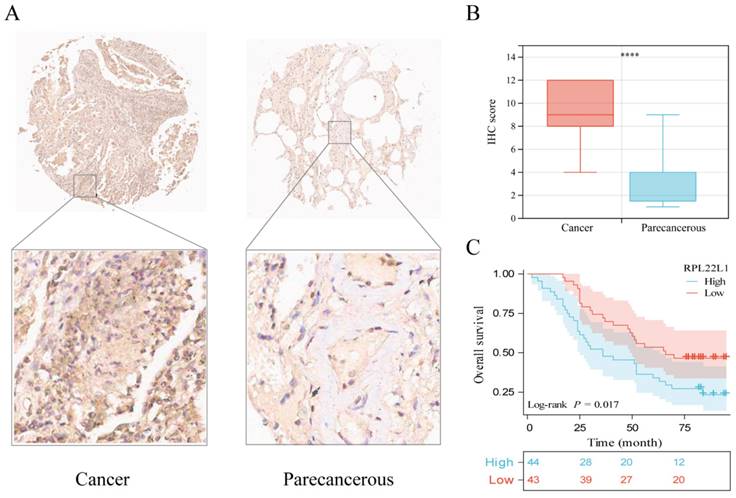 J Cancer Image