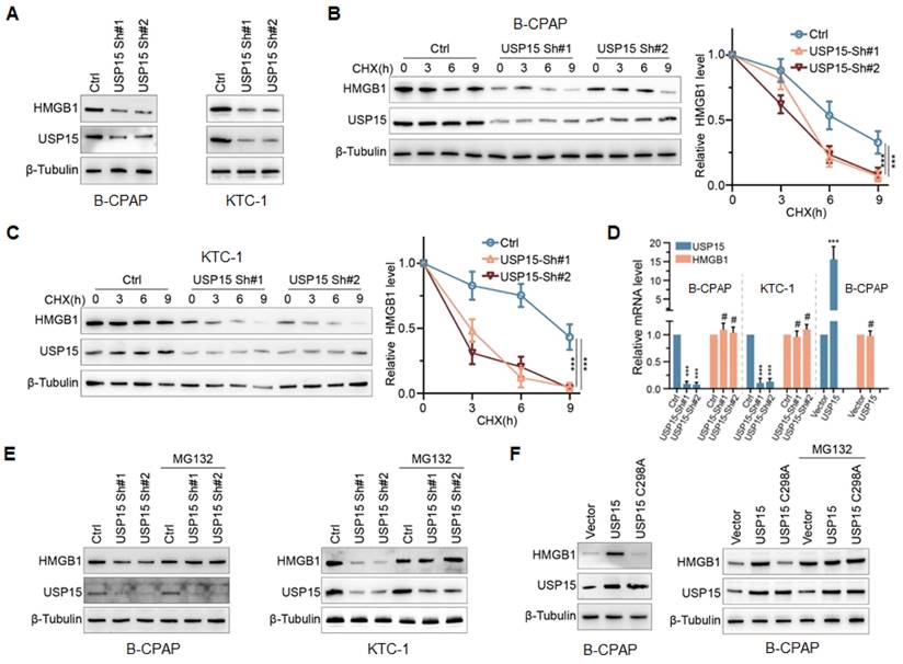 J Cancer Image