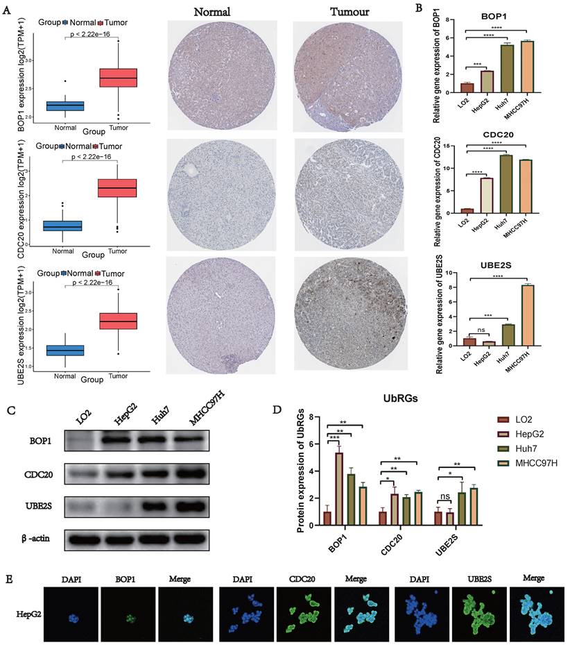 J Cancer Image