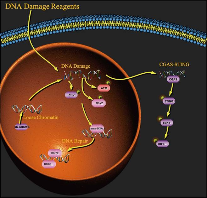 J Cancer Image