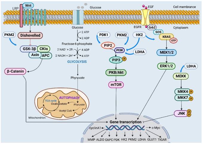 J Cancer Image