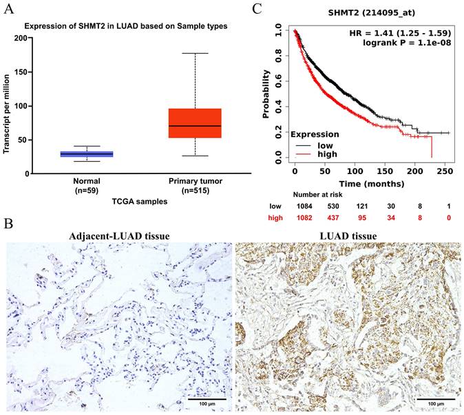 J Cancer Image