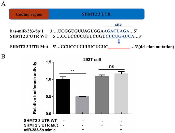 J Cancer Image