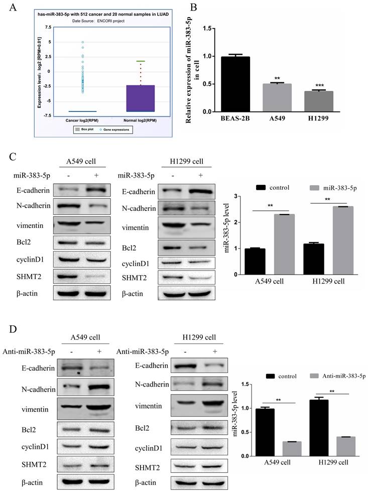 J Cancer Image