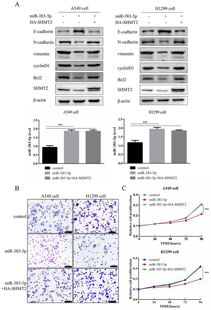 J Cancer Image