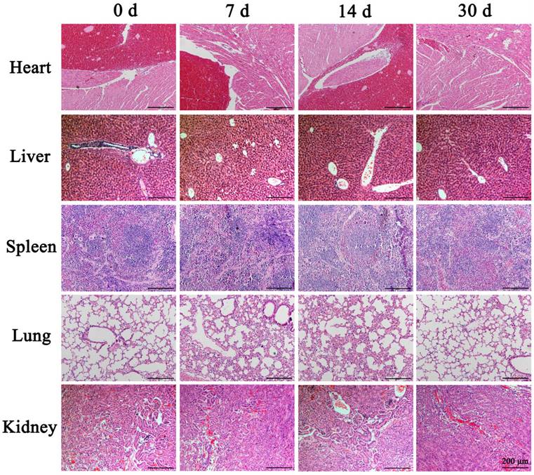 J Cancer Image