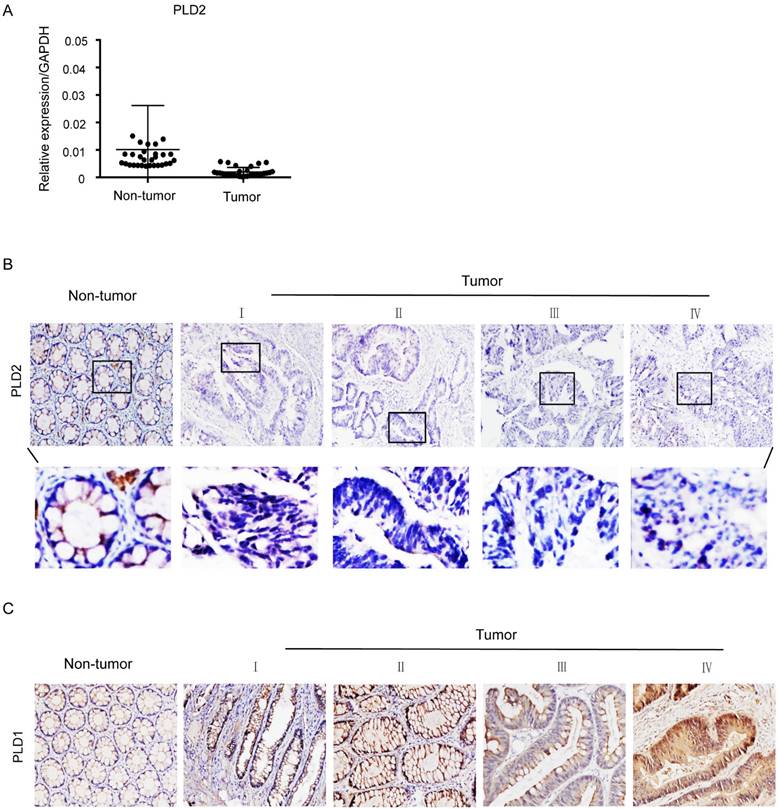 J Cancer Image