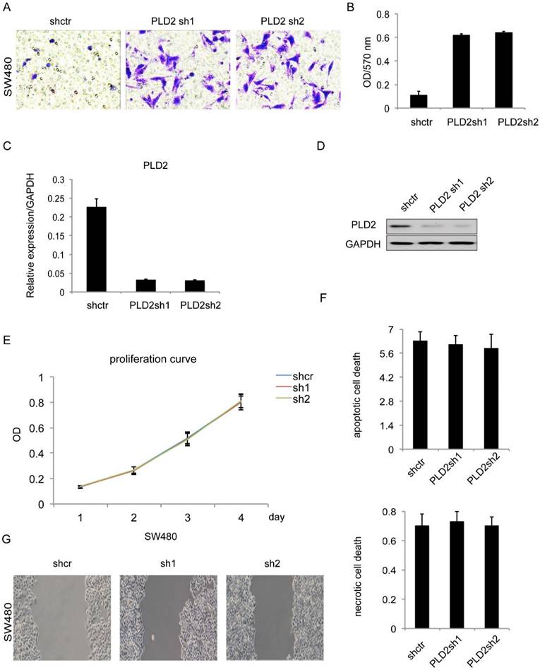 J Cancer Image