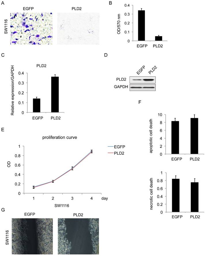 J Cancer Image