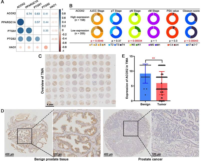 J Cancer Image