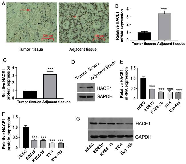 J Cancer Image