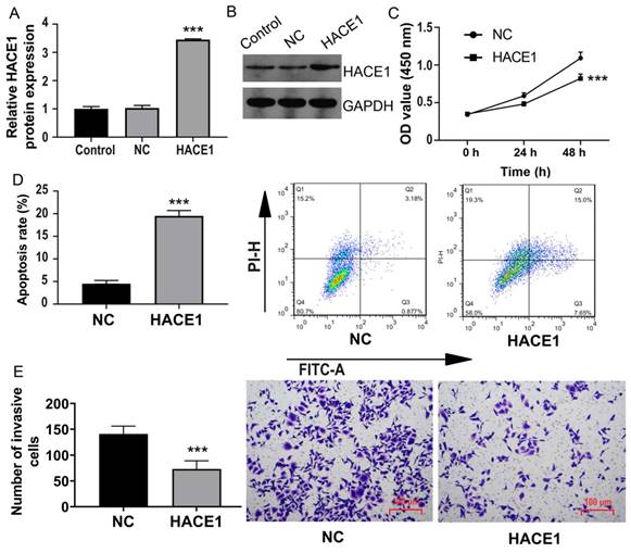 J Cancer Image