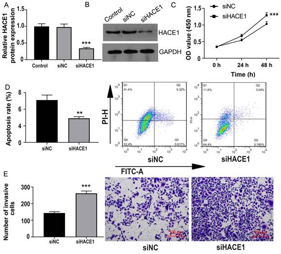 J Cancer Image