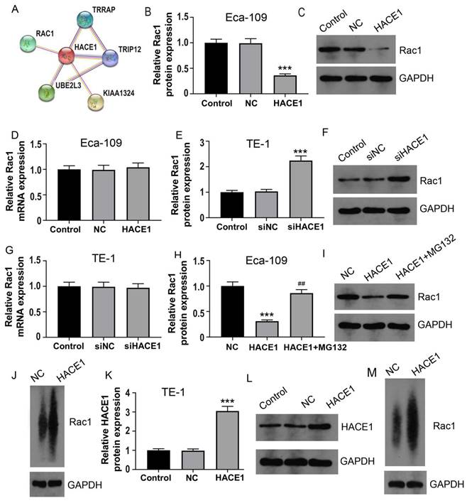 J Cancer Image