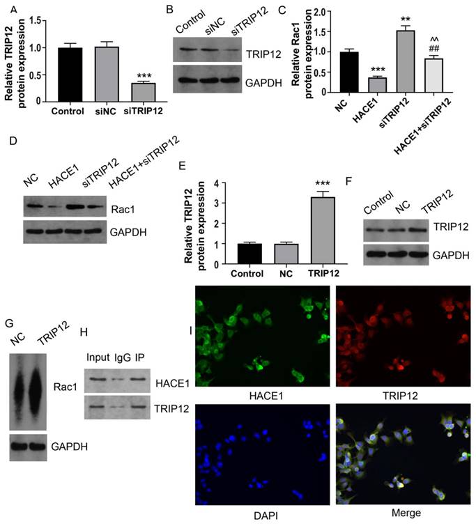 J Cancer Image