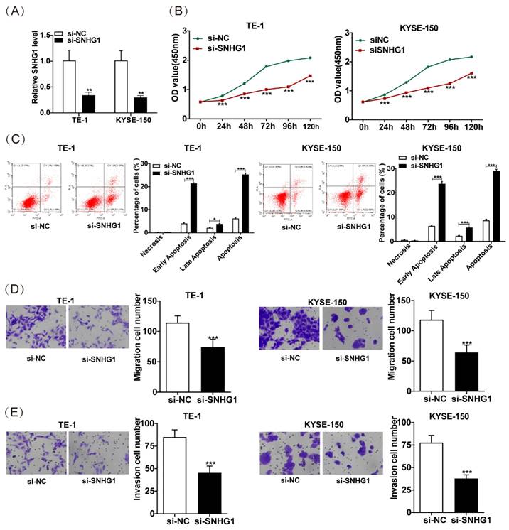 J Cancer Image