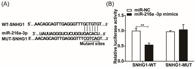 J Cancer Image