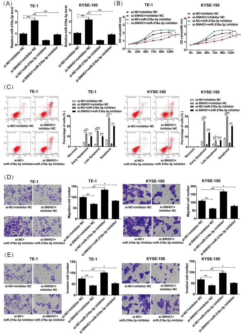 J Cancer Image