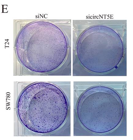 J Cancer Image