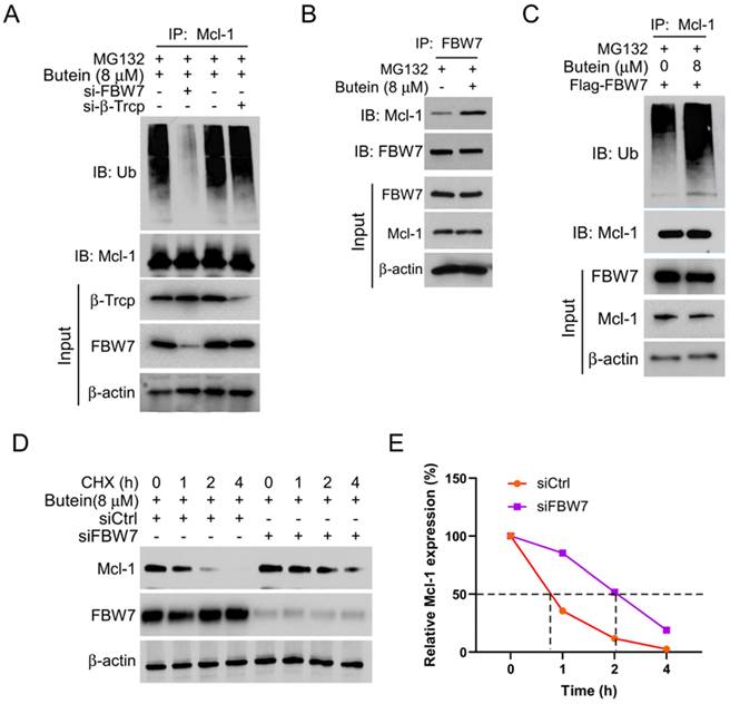 J Cancer Image