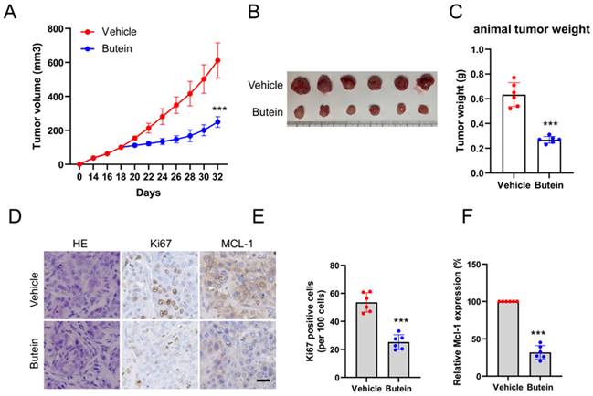 J Cancer Image