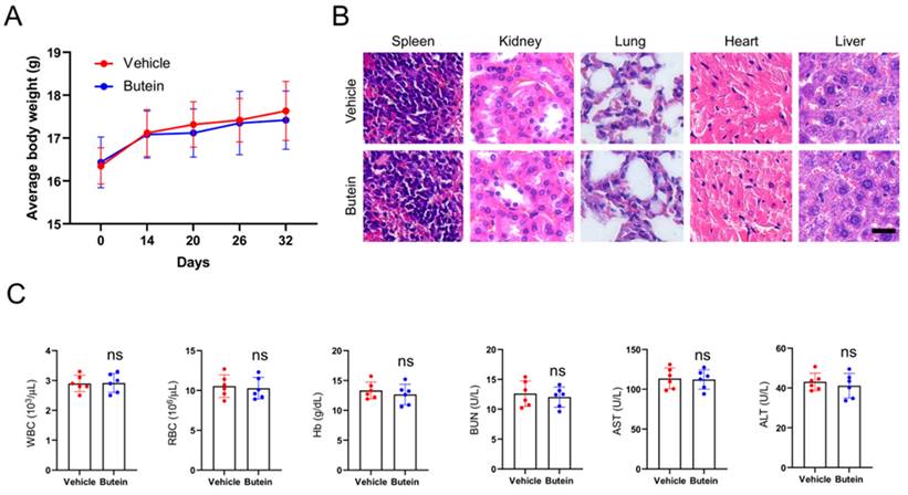 J Cancer Image