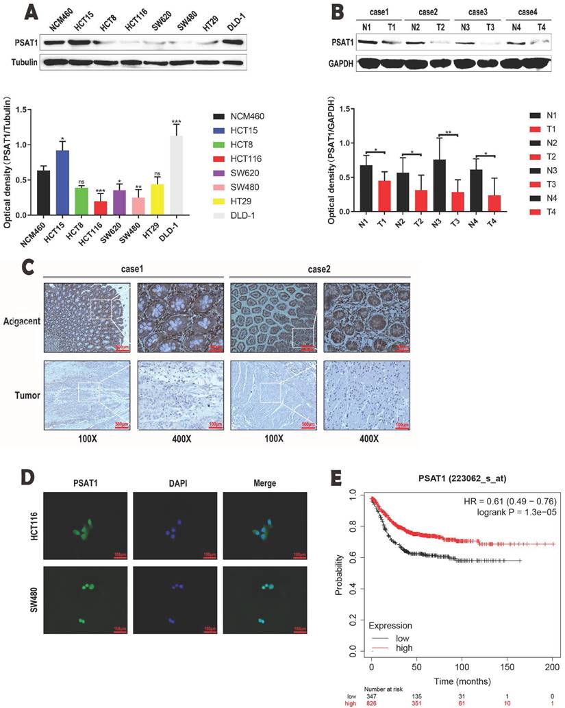 J Cancer Image