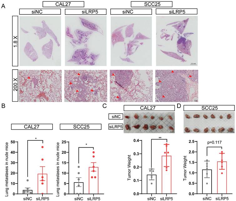 J Cancer Image