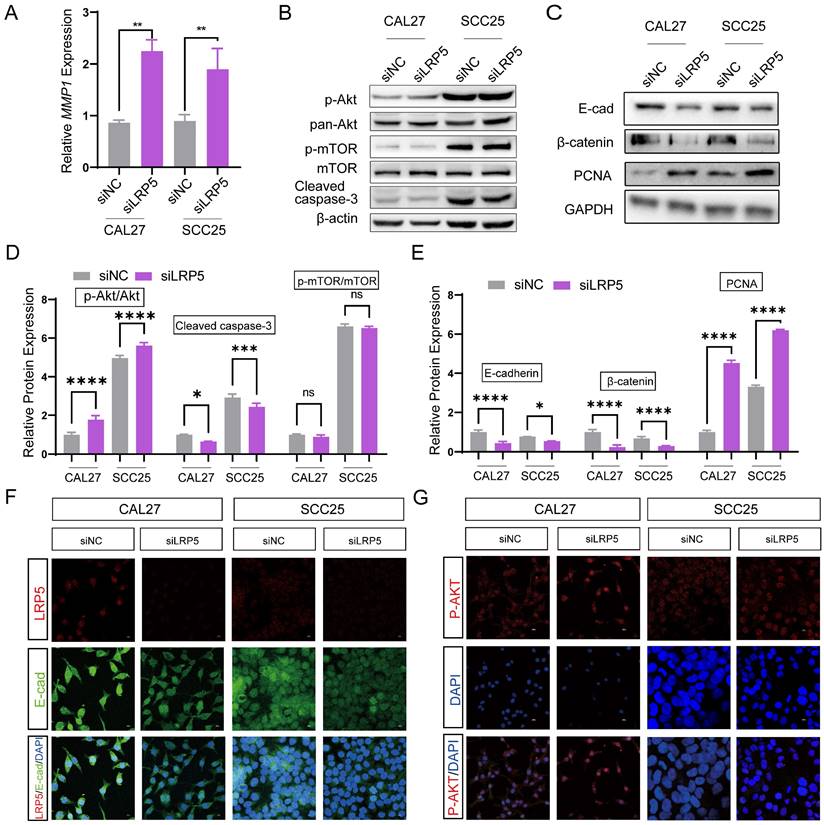 J Cancer Image