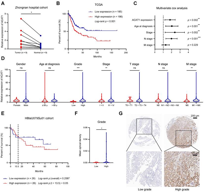 J Cancer Image