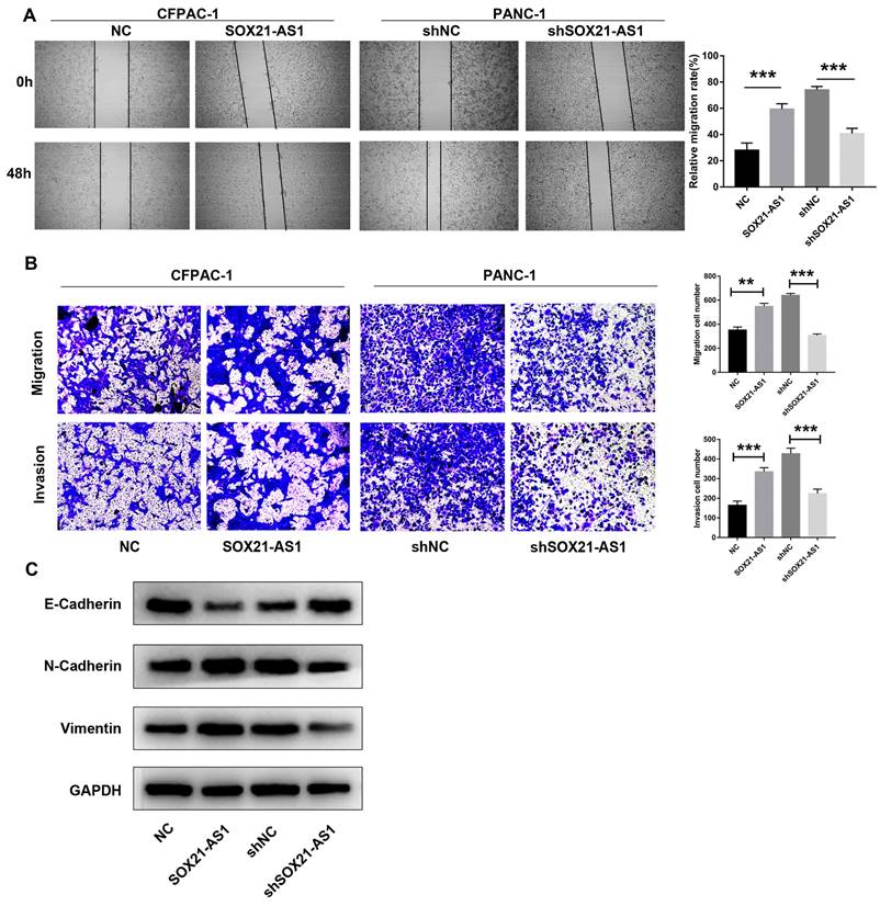 J Cancer Image