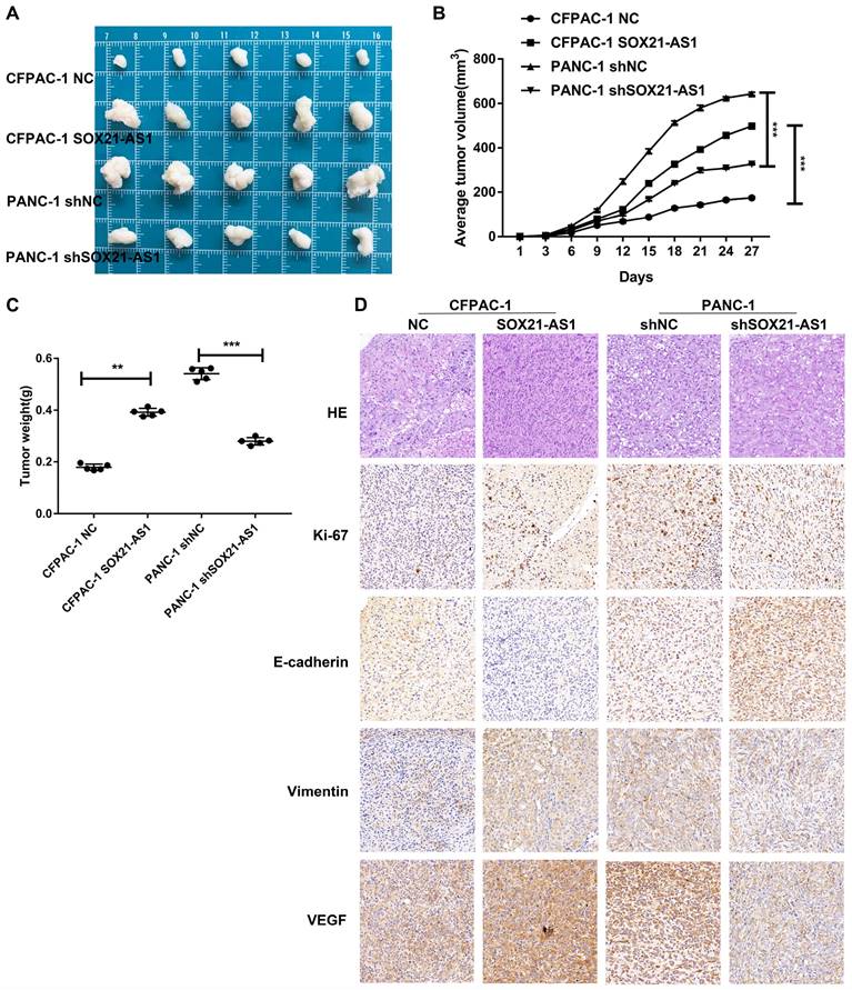 J Cancer Image