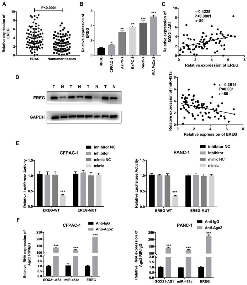 J Cancer Image