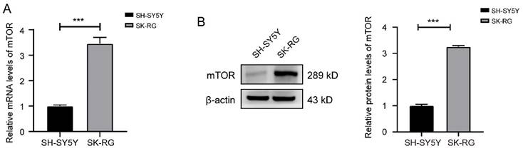 J Cancer Image