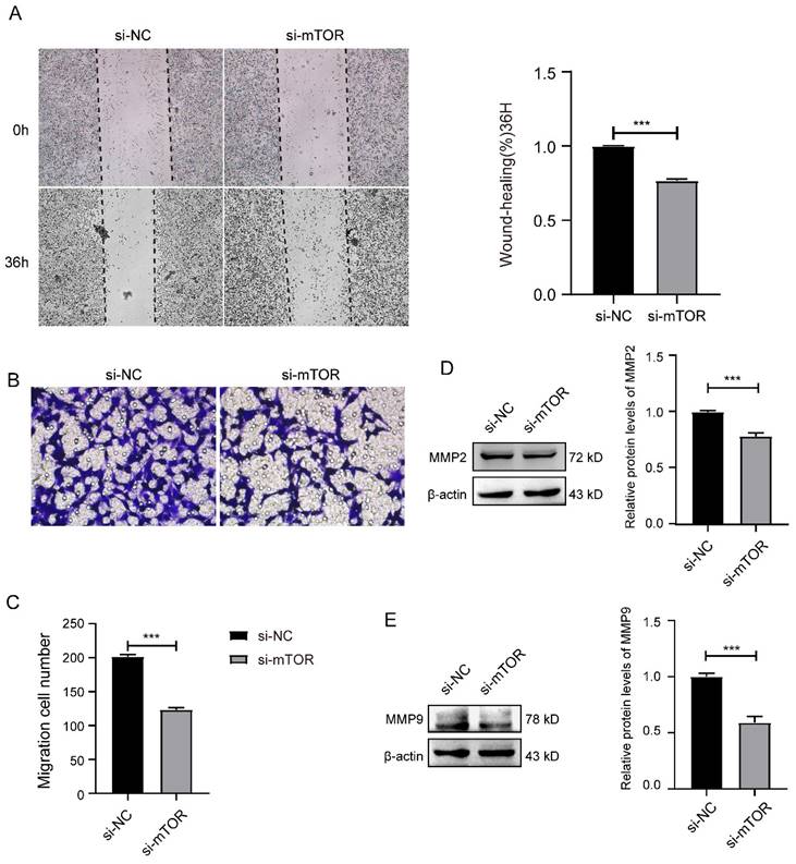 J Cancer Image