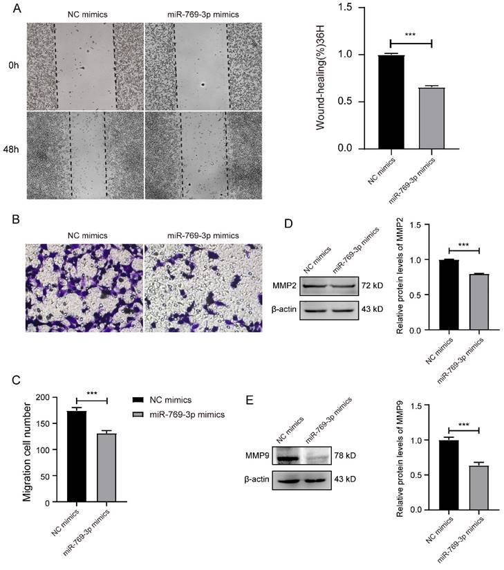 J Cancer Image