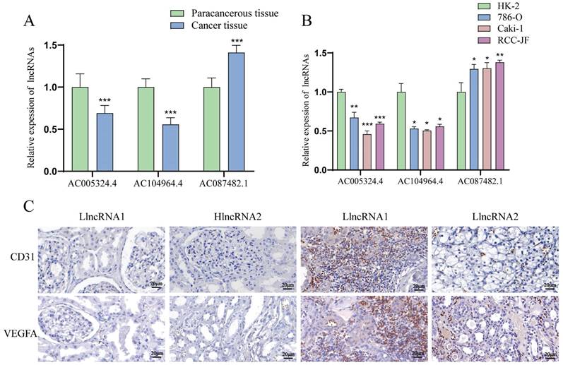 J Cancer Image