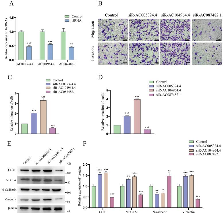 J Cancer Image