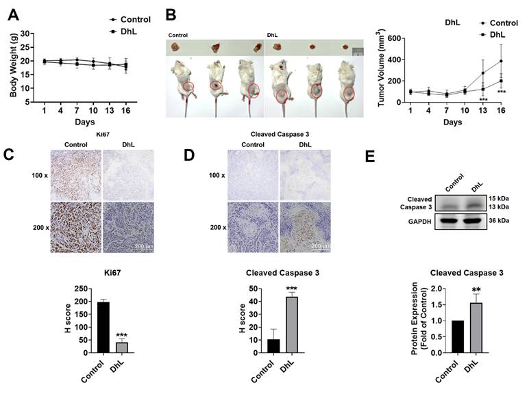 J Cancer Image