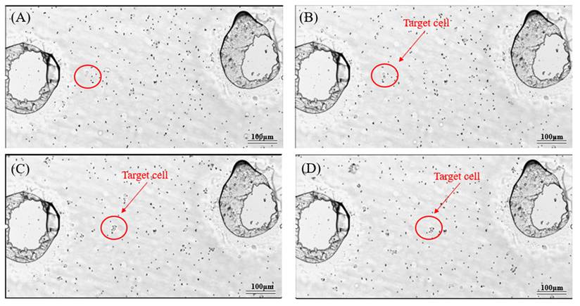 J Cancer Image