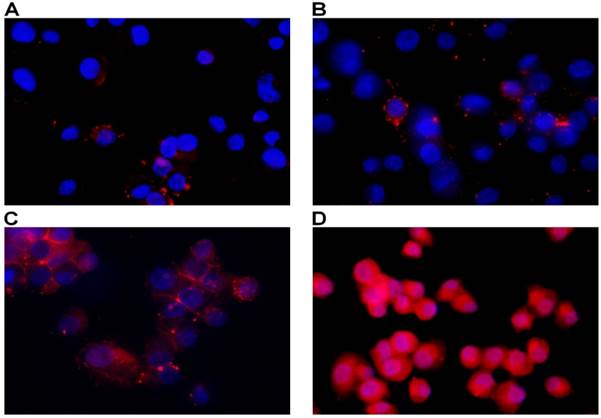 J Cancer Image